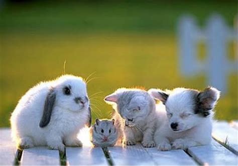 Cute Animal Wallpaper | Fun Animals Wiki, Videos, Pictures, Stories