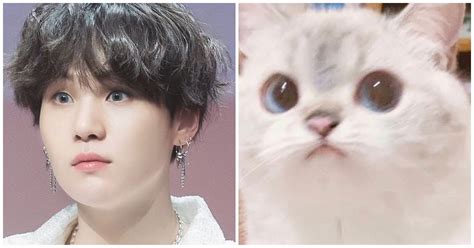 Here Are 20+ Adorable Pictures Of BTS's Suga As Iconic Cat Memes - Koreaboo