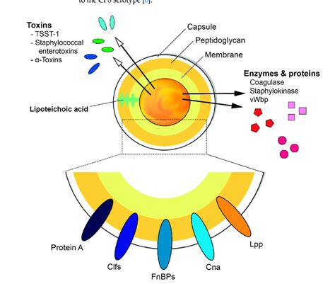 Staphylococcus Diagram