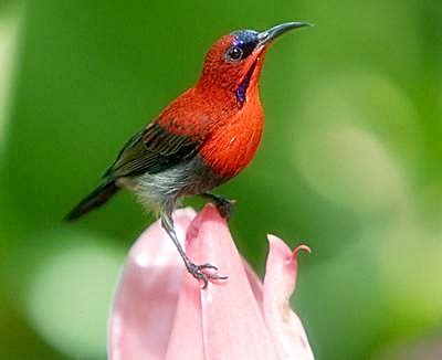 burung kolibri sepah raja/merah si warna cantik dan suara indah ...