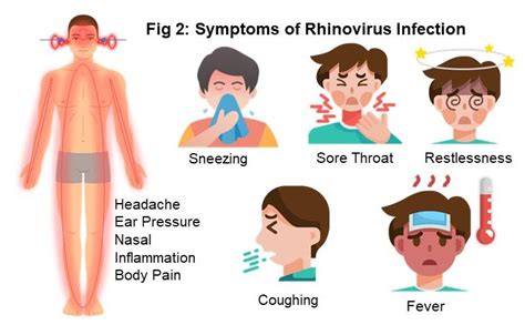 Rhinovirus Infection - Symptoms | Treatment | Prevention