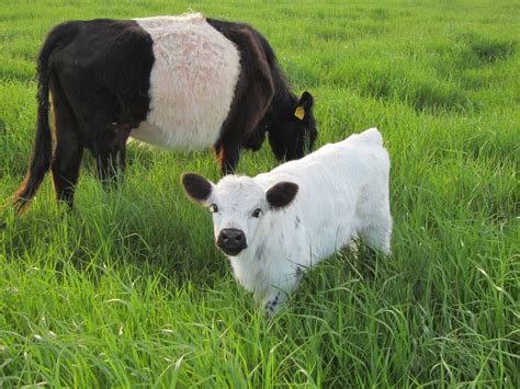 Mini Moos Miniature Cattle