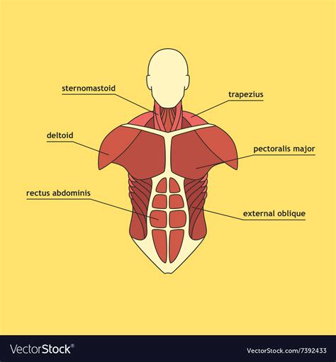 Muscle system of human thorax Royalty Free Vector Image