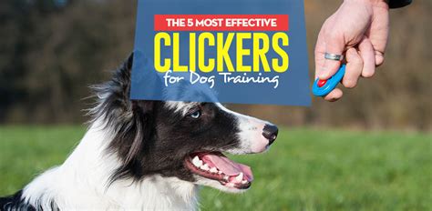 Top 5 Best Dog Clicker for Training Dogs Yourself