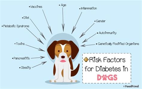 Diabetes In Dogs: Causes, Treatments & Everything in Between | Diabetic ...