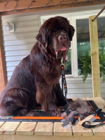 Grooming Tools For The Newfoundland Dog - My Brown Newfies