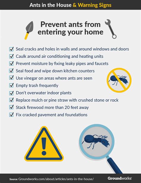 8 Tips for Avoiding Ants in Your House