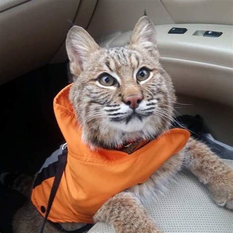 Capone the bobcat was a beloved pet for 2 years. Then Illinois officials took him away.