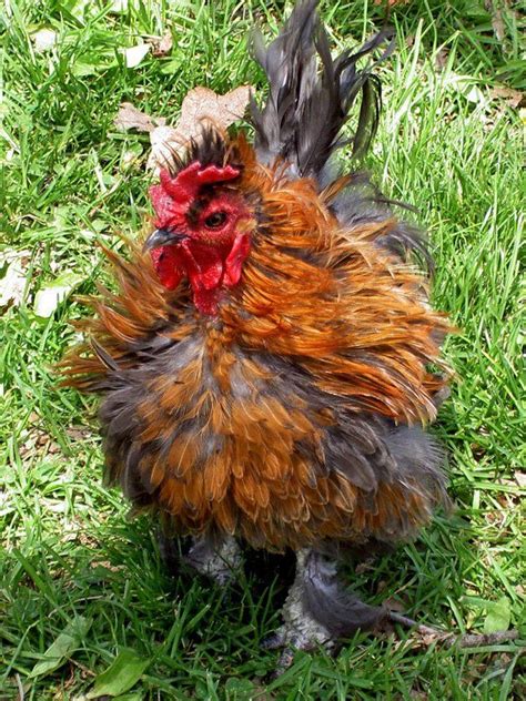 Is the lovable Frizzle a breed or a variety? The answer lies in the genetics. | Frizzle chicken ...