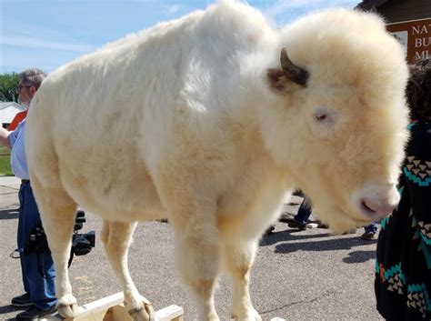 White Cloud Returns to Jamestown's National Buffalo Museum - KVRR Local ...