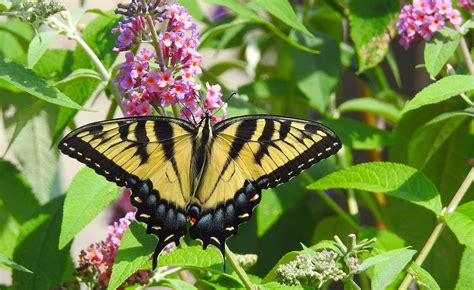 Swallowtail Host Plants - What to Feed 6 Popular Swallowtail ...