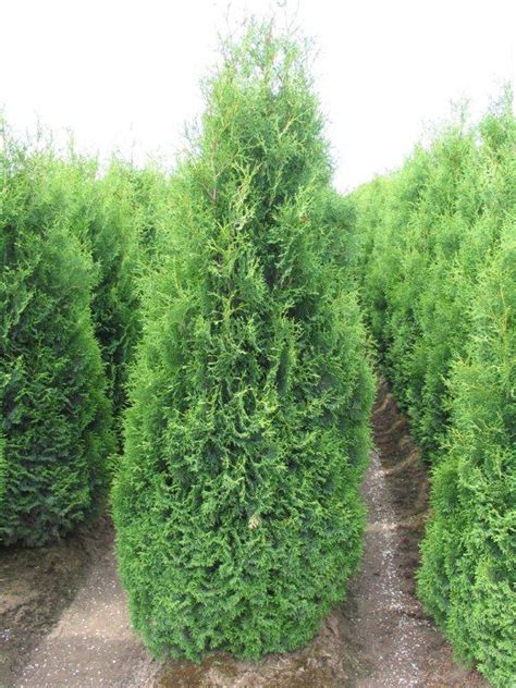 GroundWrx | Arborvitae – Holmstrup