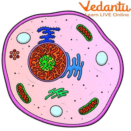 Cell - Learn Definition, Parts, Types & Functions