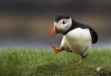 Puffin!!