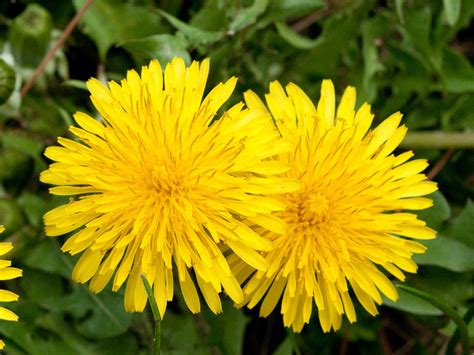 Taraxacum officinale - Common Dandelion | World of Flowering Plants