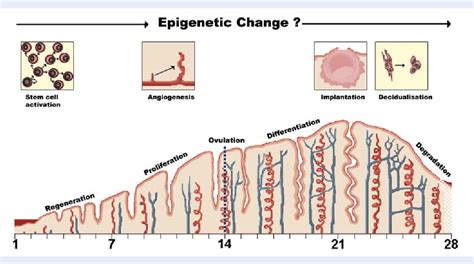 [PDF] Epigenetic regulation of endometrium during the menstrual cycle. | Semantic Scholar