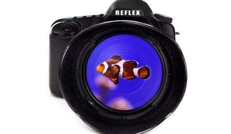 Best Underwater Fish Cameras - Real Kayak