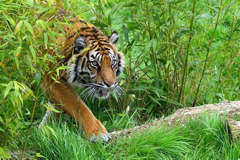 Tiger sighting on Sumatran highway causes a stir, but is no surprise | News | Eco-Business ...