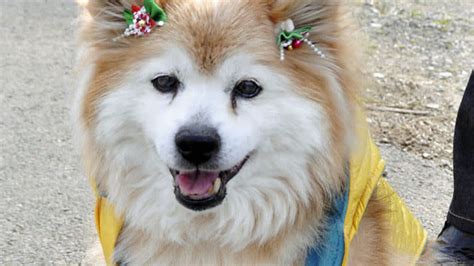 World’s Oldest Dog Dies at Age 26