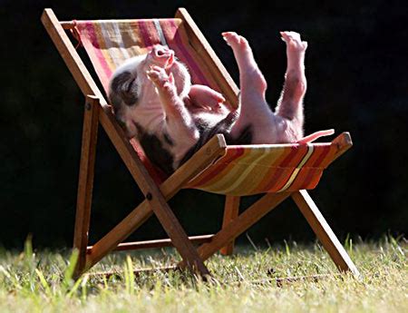 And this little piggy...sunbathed all day long