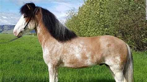 Iceland: New coat color found in Icelandic horse - CNN