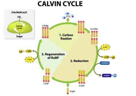 Calvin Cycle Photosynthesis