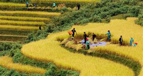 Terasele de orez din Vietnam