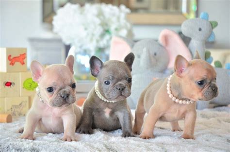 Best Available Puppies For Sale in Florida | No. 1 Breeder