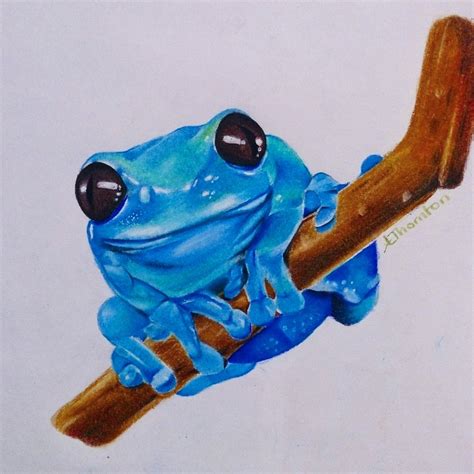 Realistic Frog Drawing at PaintingValley.com | Explore collection of ...