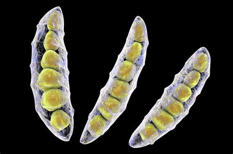 Fusarium Fungus Conidia Photograph by Kateryna Kon/science Photo Library - Pixels