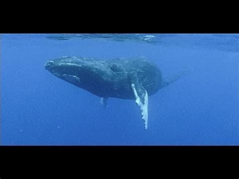 Agressive whale mating behaviour on film - Titans of the Pacific - YouTube