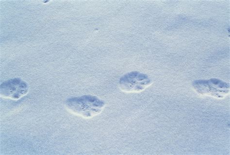 Lynx paw prints - Stock Image - Z934/0371 - Science Photo Library