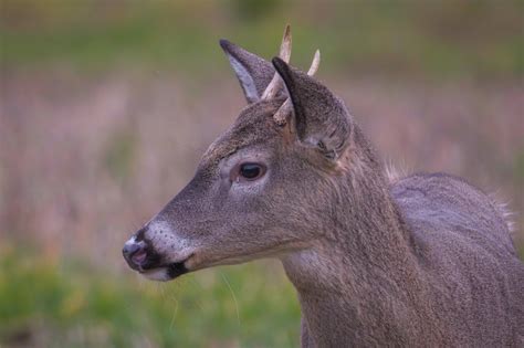 Antlered Doe: How It Happens, and What It Means