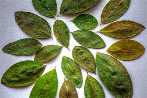 Is coca leaf the next South American superfood?