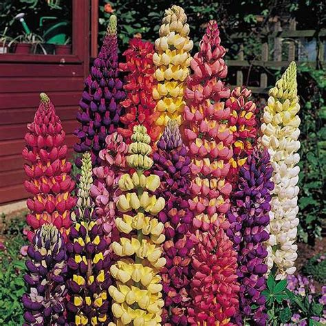 Lupine Seeds | Lupinus polyphyllus | Perennial Flower Seeds