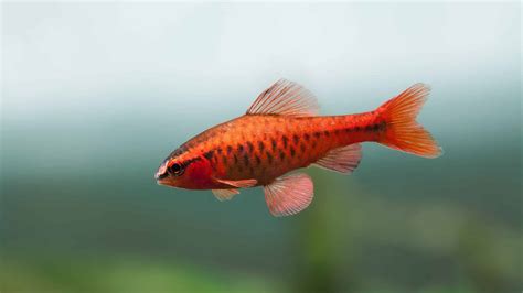 11 Types of Barb Fish: A Guide on Selecting, Breeding and Caring for ...