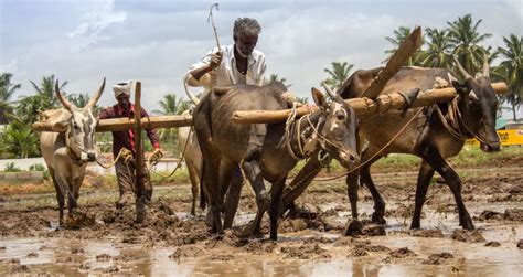 Kharif crop sowing increases 6.32% by September 3, 2020 - Agriculture Post