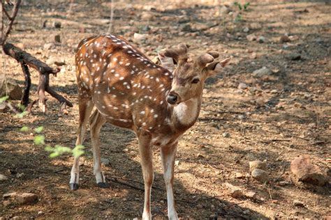 A spotted deer - Free Image by Tahsin on PixaHive.com