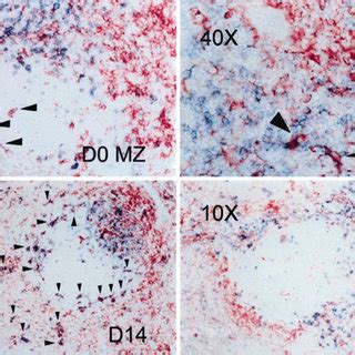 T. cruzi infection reduces the T-cell population. Spleens were... | Download High-Resolution ...