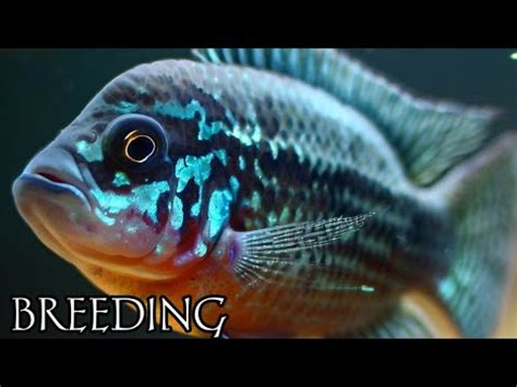 Jack Dempsey cichlid breeding | How to breed jack dempseys. - YouTube