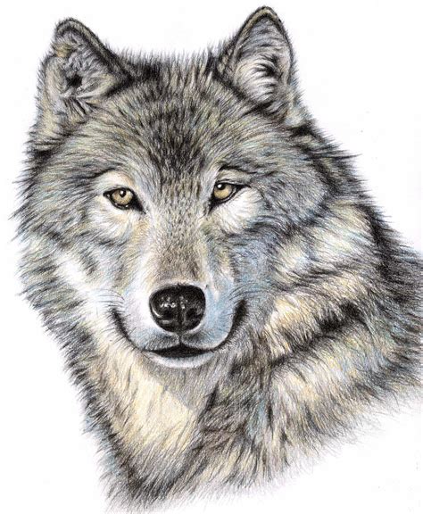 realistic wolf head drawing - Clip Art Library