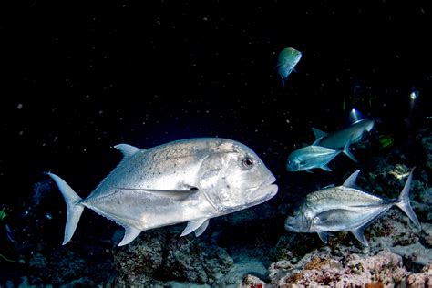 Are Giant Trevally Good to Eat? - Fishmasters.com