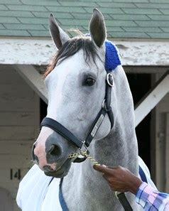 White Abarrio - Horse Profile - BloodHorse