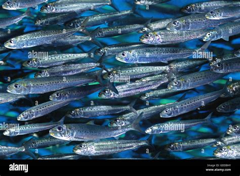 Cardumen de sardinas, Sardinops sagax Fotografía de stock - Alamy