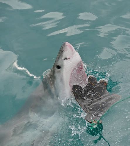 Great White Shark (Carcharodon carcharias) | The Shallows, G… | Flickr