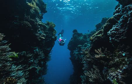 Maori Wrasse | Great Barrier Reef Australia