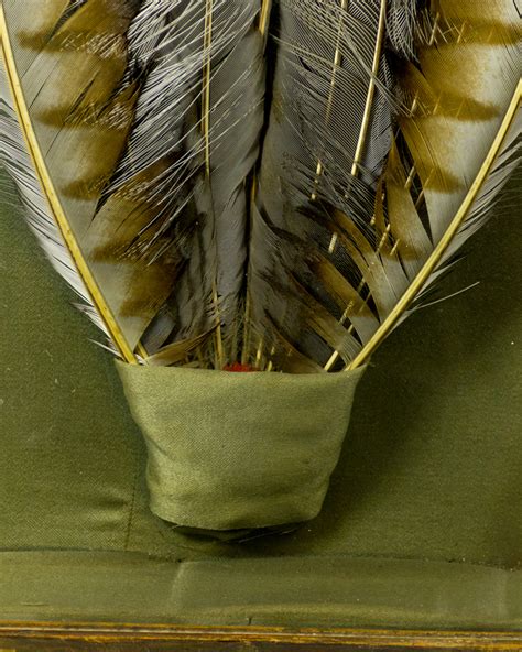 Taxidermy Superb Lyrebird feathers