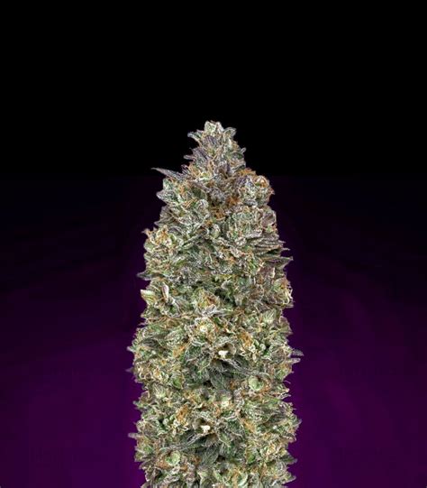 Buy Critical Purple Kush feminized seeds by Advanced Seeds - Herbies