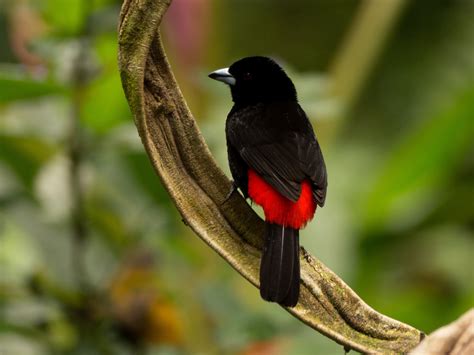 Costa Rica Bird Photography Competition | The Costa Rican Times