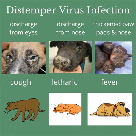 How To Cure Canine Distemper - Aimsnow7